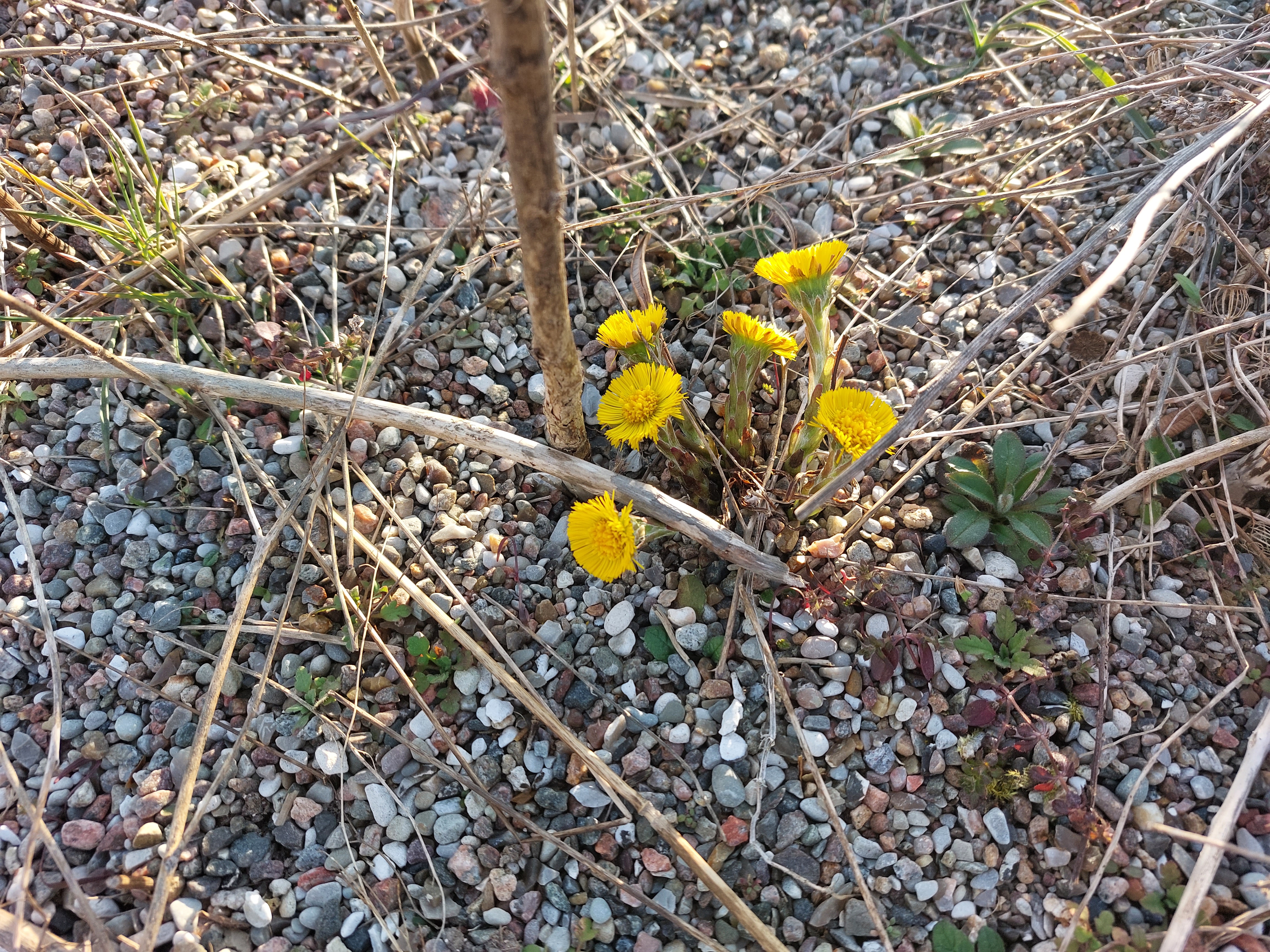 Blomster der vokser i sydvendt grusbunke.