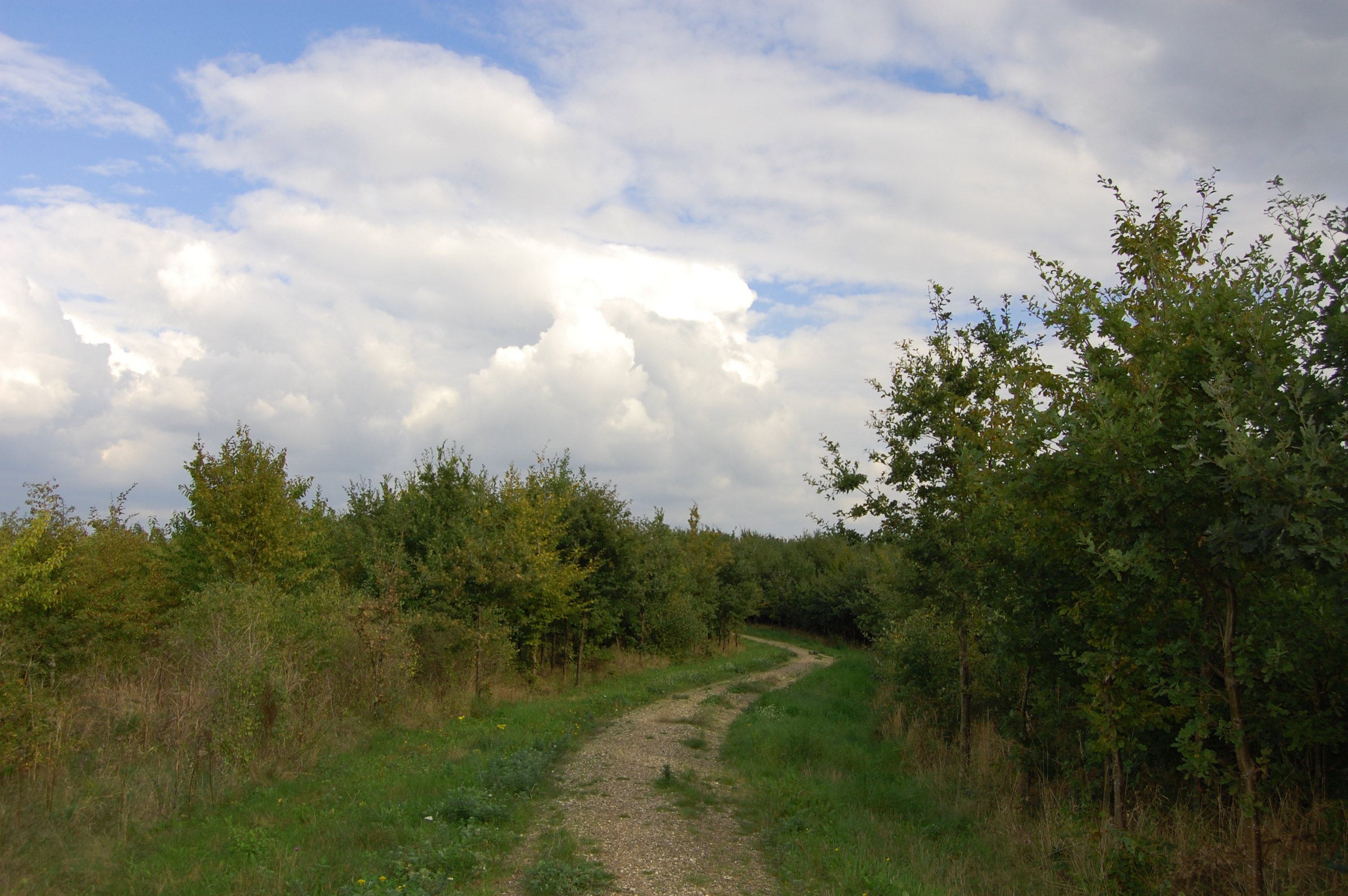 Sti i Gulddysse Skov