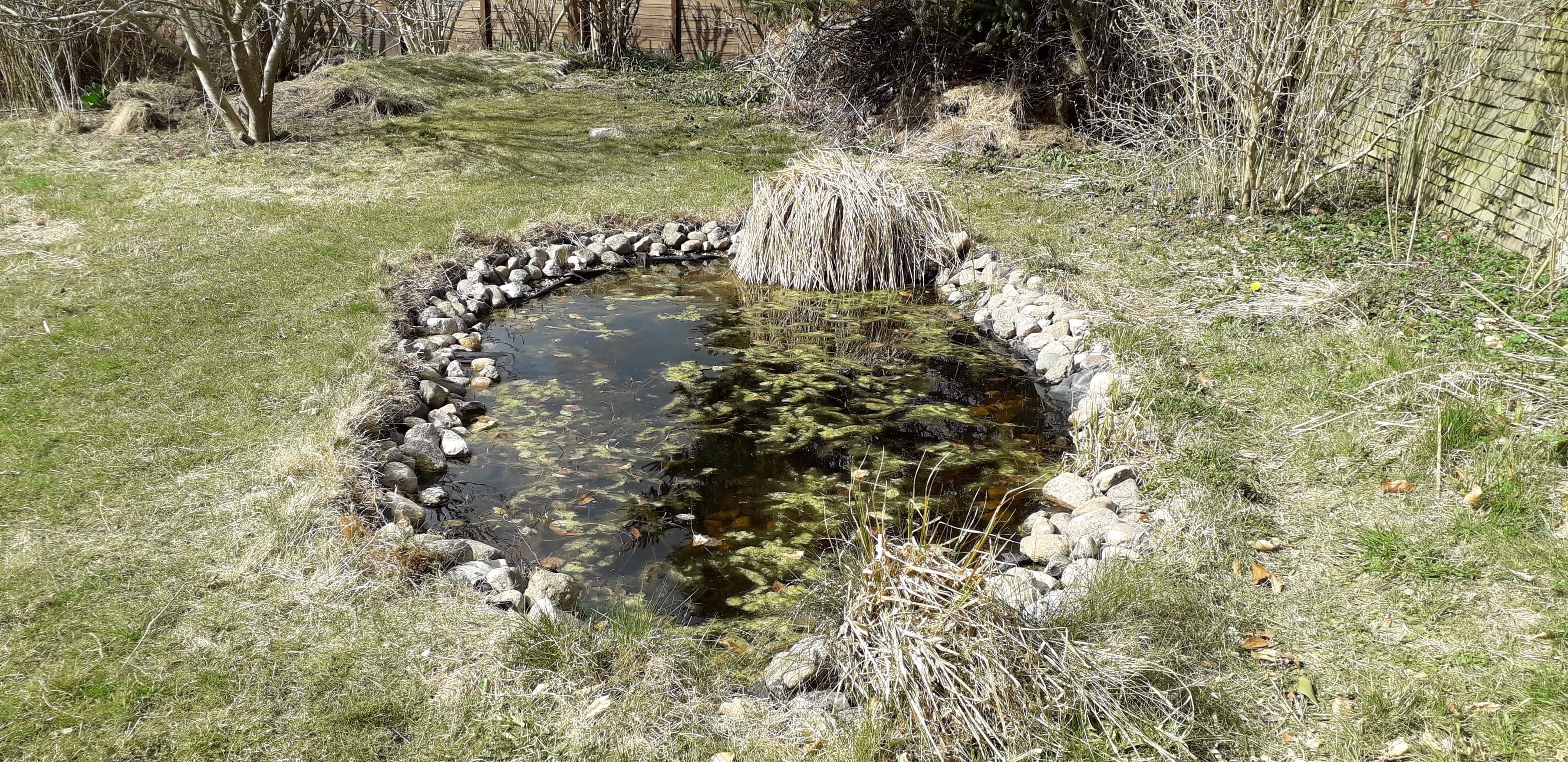 En havedam har plads til, at der lever en masse dyr nede i vandet, så den giver naturligvis mere liv i haven end underskålen.